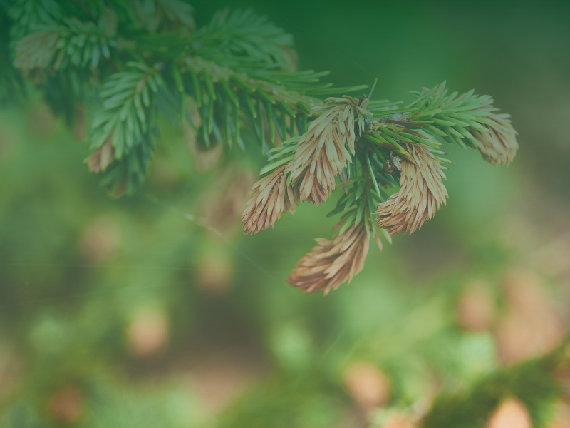 Close up of sitka spruce