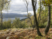 Bracken-covered hillside on Bunloit Estate, Highlands. Courtesy Highlands Rewilding.